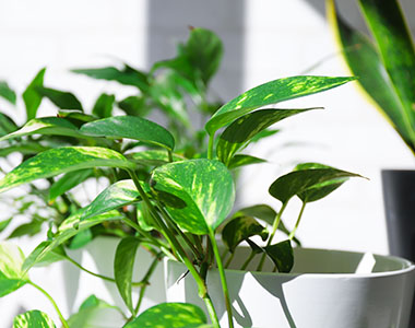 観葉植物